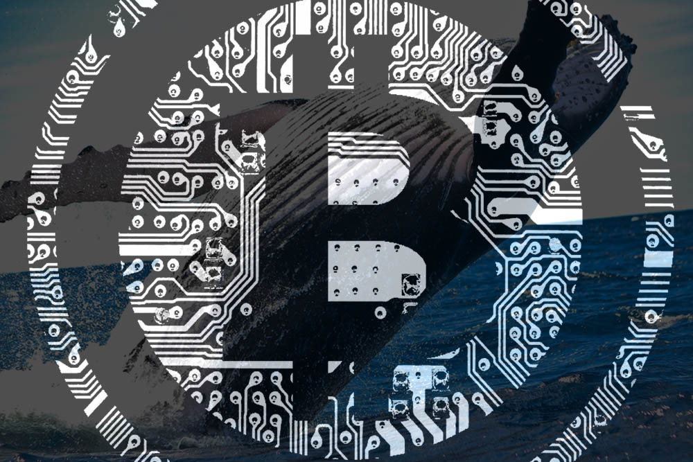 bitcoin whales acquire 450k btc