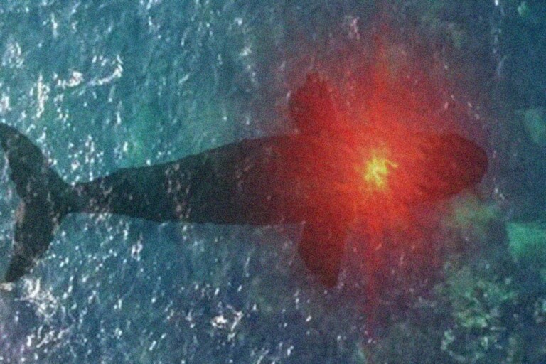 Il prezzo Bitcoin rimarrà invariato o scenderà mentre la balena Bitcoin si muove per 414 milioni