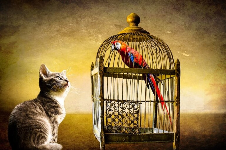 animals 2100629 1280 1