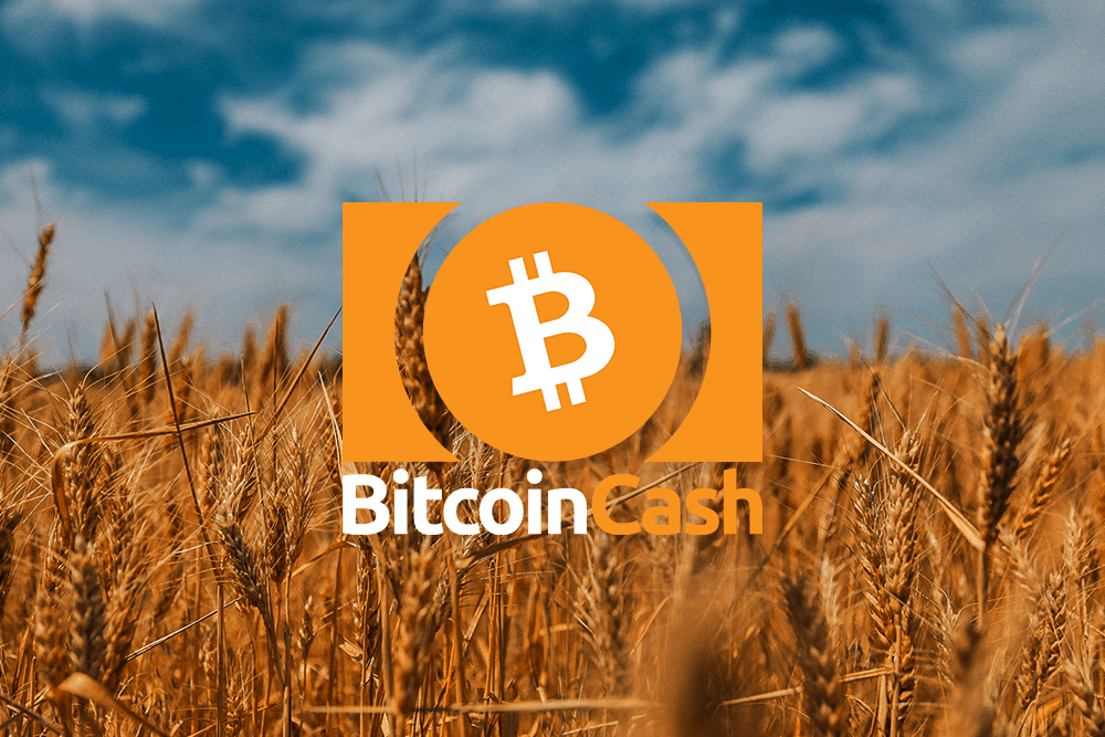Bitcoin Cash Preis liegt bei