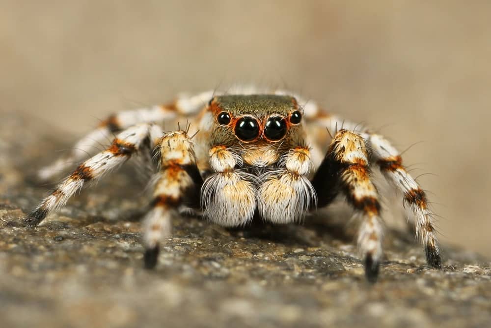 Spider 加密路由方案