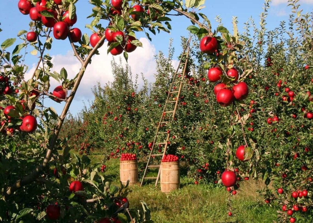 Farming blockchain GrainChain gets a booster dose from Overstock accelerator