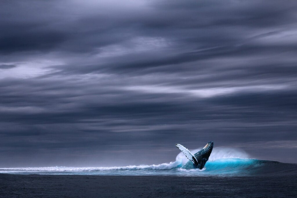 Ripple whale moves 25 million XRP to Bitstamp