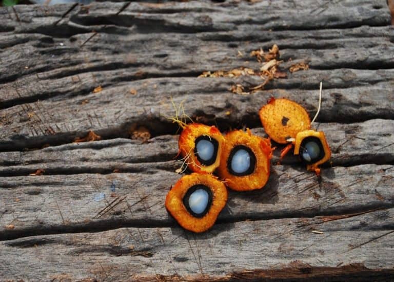 ブロックチェーン技術がマレーシアのパーム油産業で新たな用途を発見