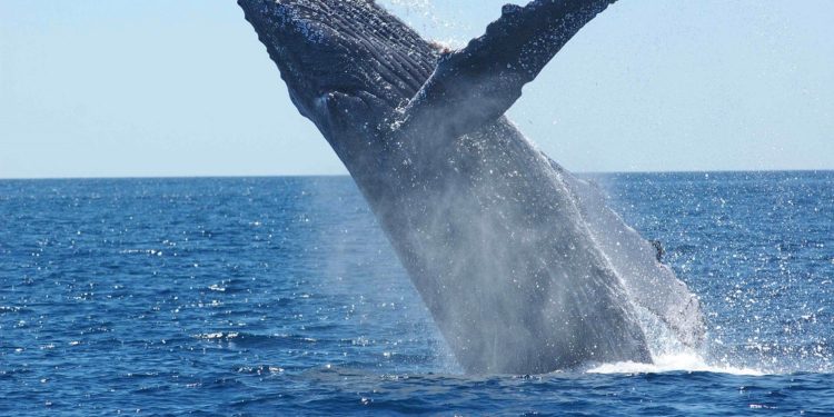 Bitcoin whale pays $1 to move nearly $900 million