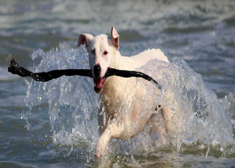 dog