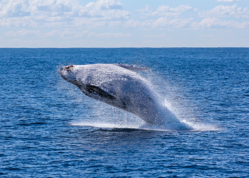 XRP whale moves M XRP as BTC and ETH whales swarm the market