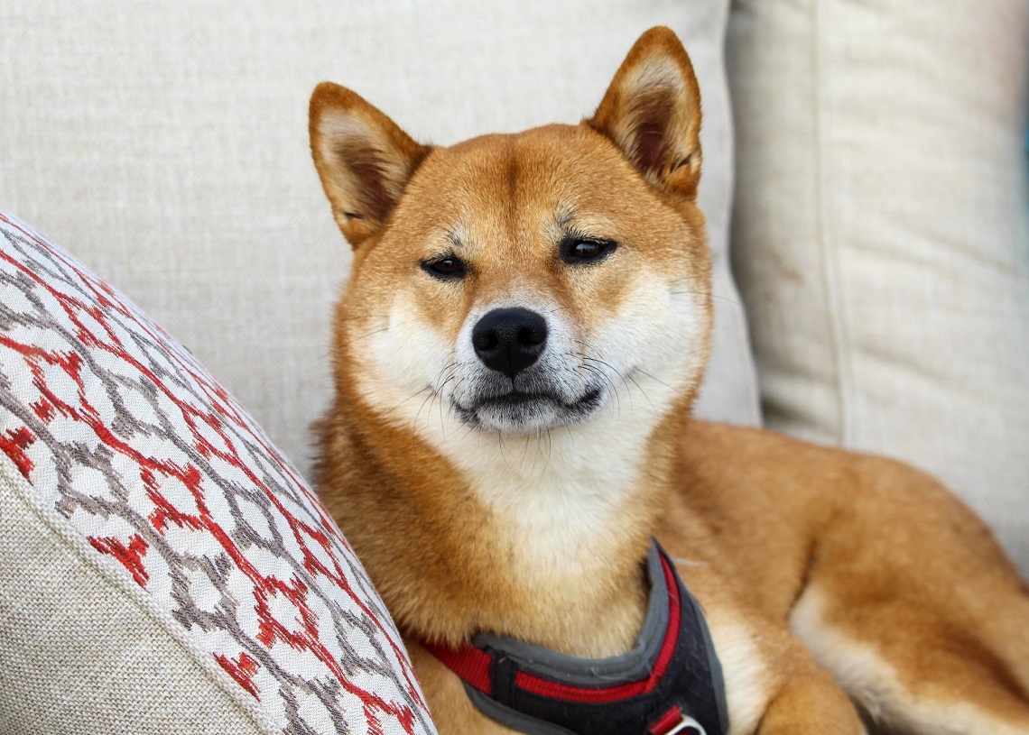 Dogecoin price prediction Another colossal explosion awaits DOGEUSD beyond