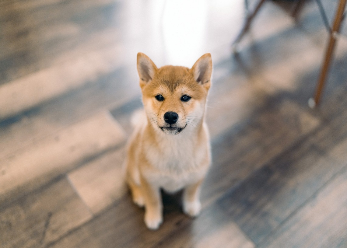 Dogecoin price prediction DOGE explodes to after Snoop DOGE and Kevin Jonas tweets