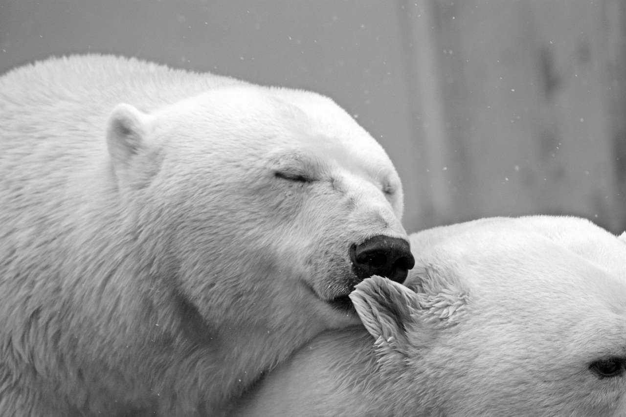 Prix Ripple 