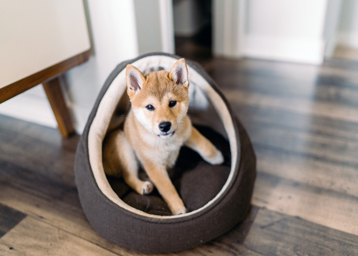 Dogecoin price prediction Has the joke gone too far with Doge Day