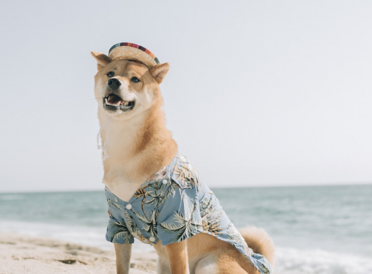 Анализ цен Shib-ину