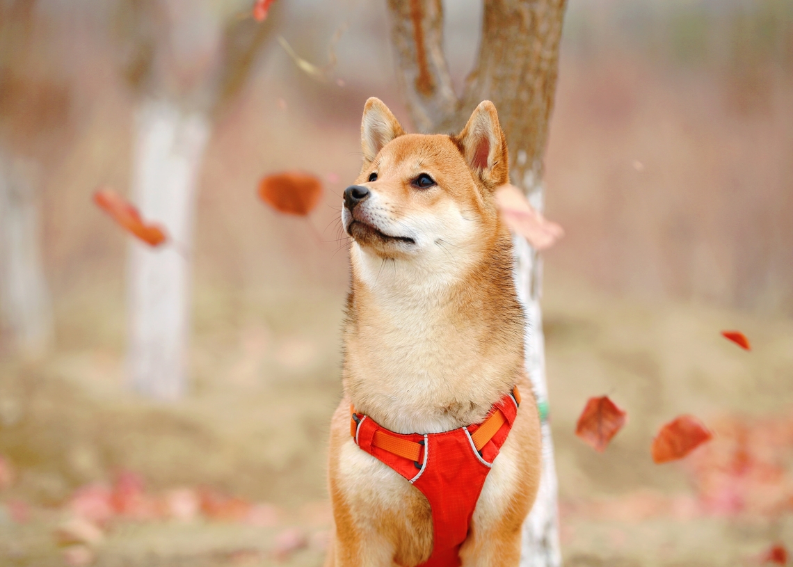 Analyse du prix Dogecoin 