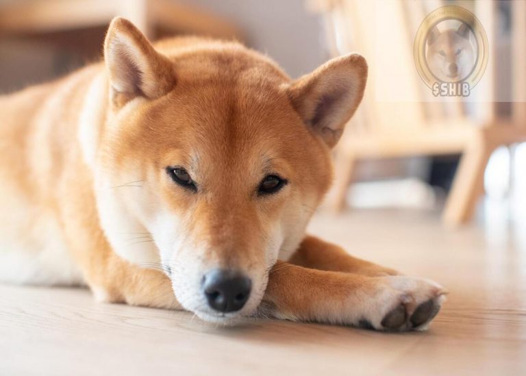 Burry desestima Shiba