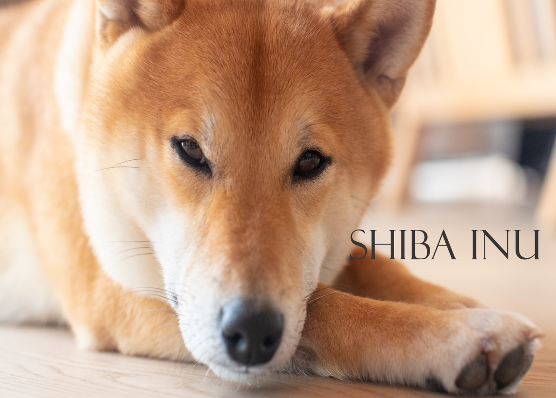 Analyse des prix Shiba Inu