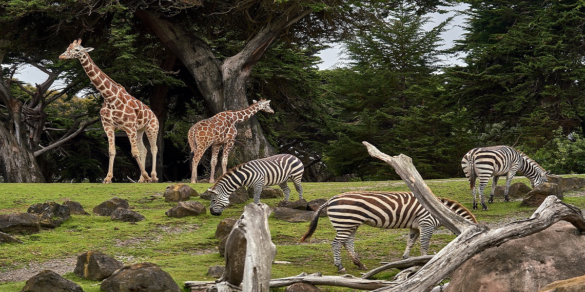 Lo zoo australiano sceglie Algorand per lanciare NFT per la conversazione sugli animali