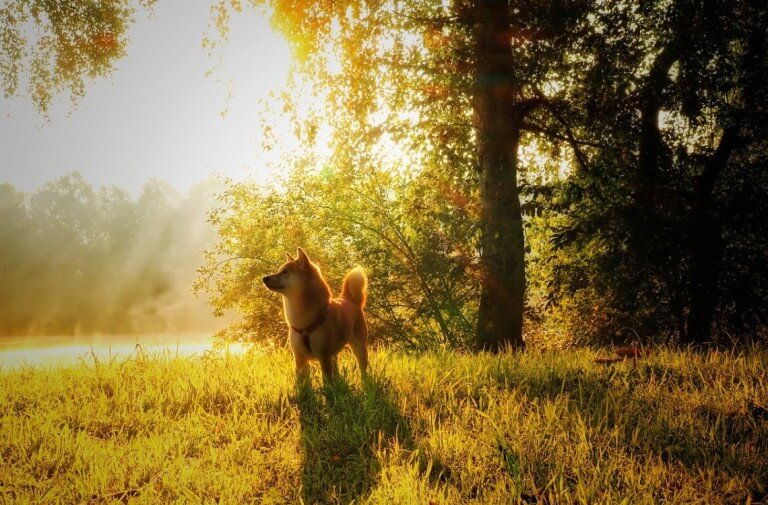 Arium de verão de Shib