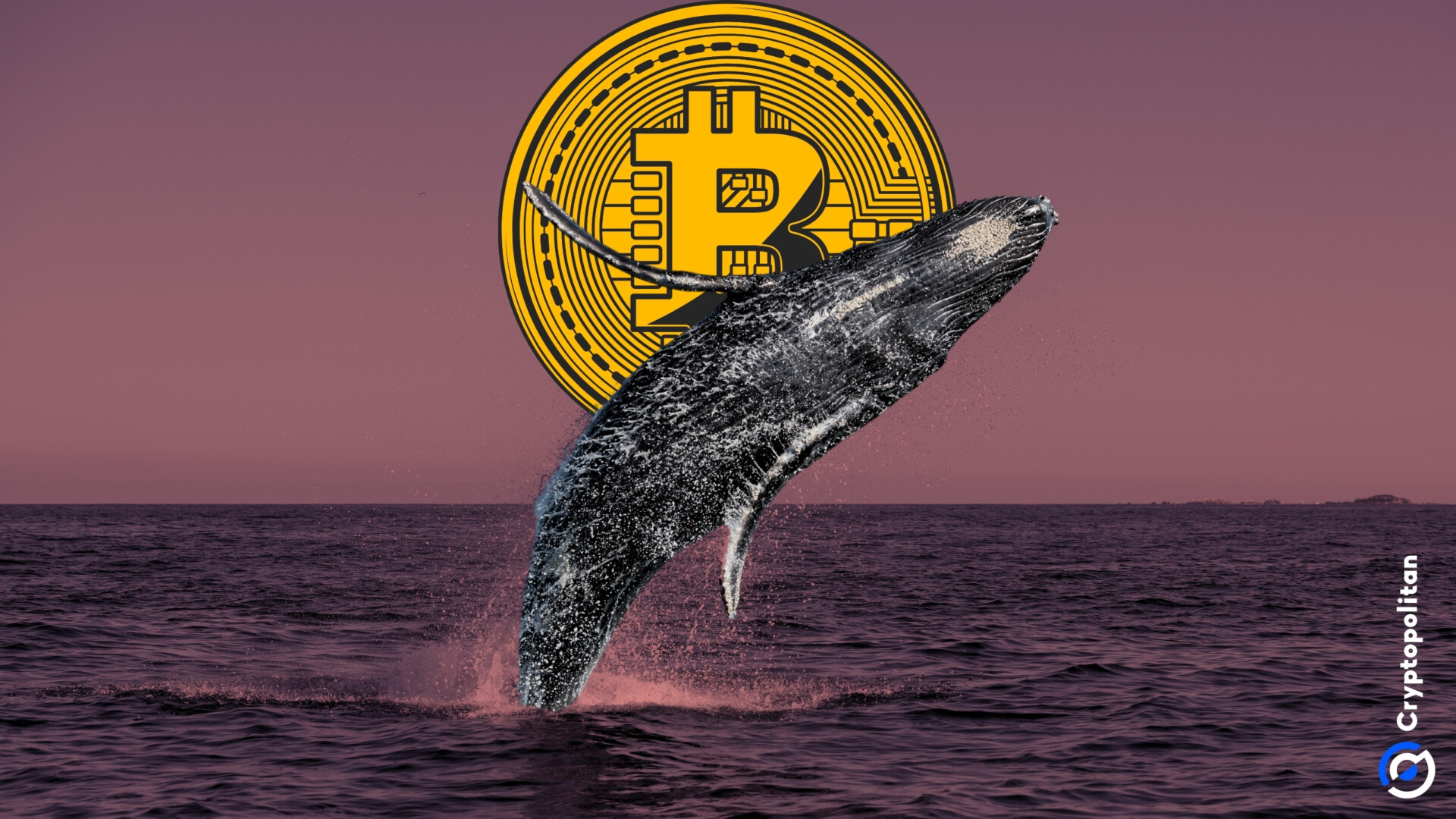 Bitcoin (BTC) 고래
