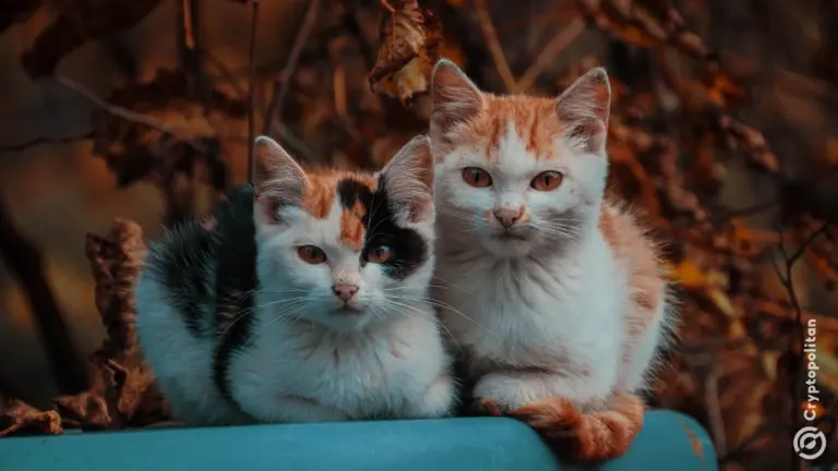 Un magnat chinois des cryptomonnaies a perdu des millions de dollars à cause de 200 chats.