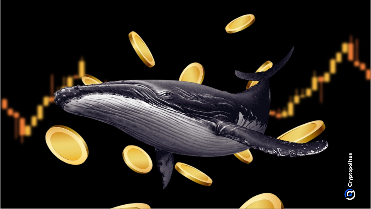 Crypto whales divided: who’s bullish or bearish on oil?