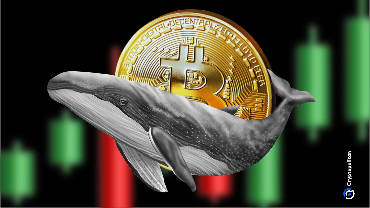 Les baleines se lancent dans la plus grande frénésie d'achat de BTC depuis 2013