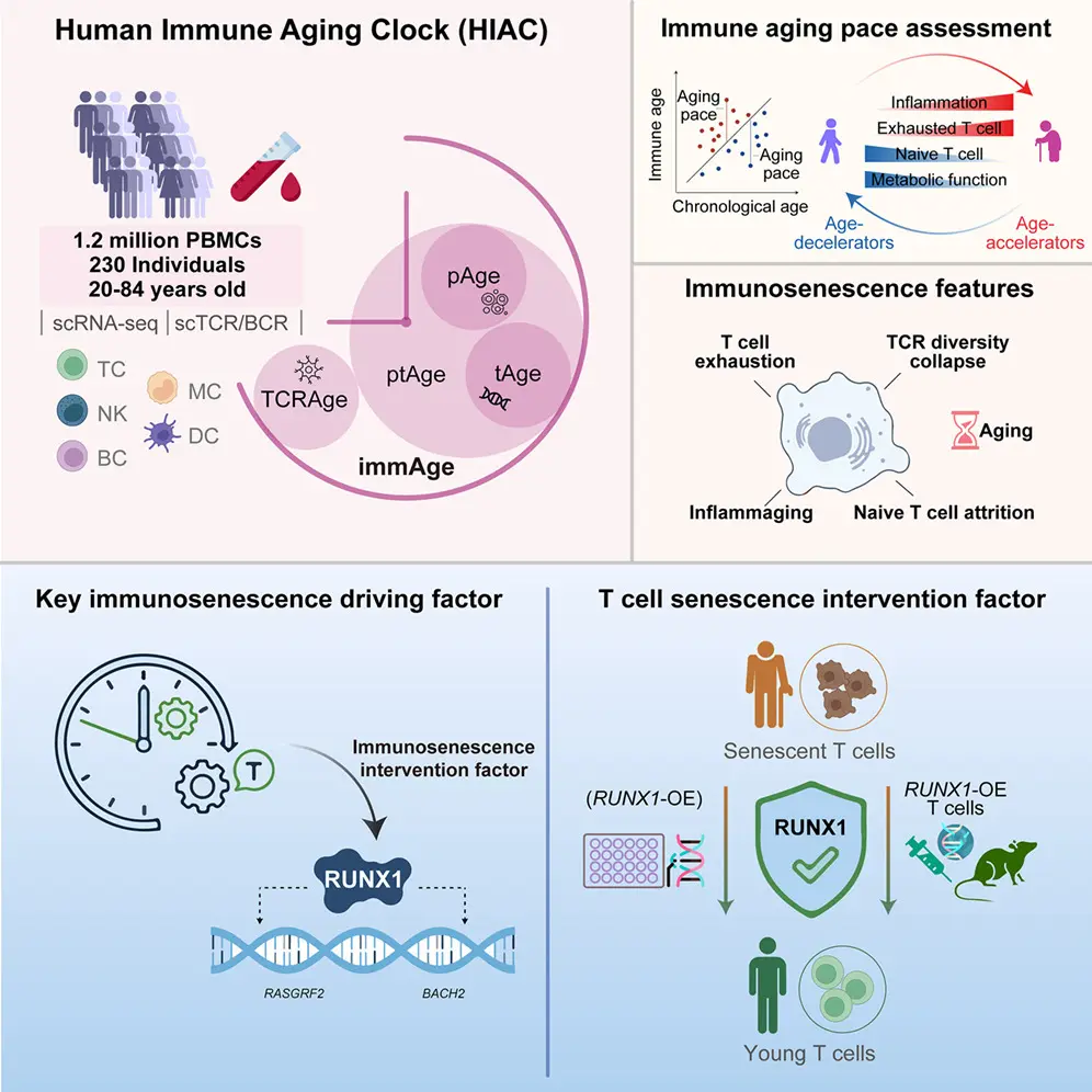 Graphical abstract of the study. Source: Immunity