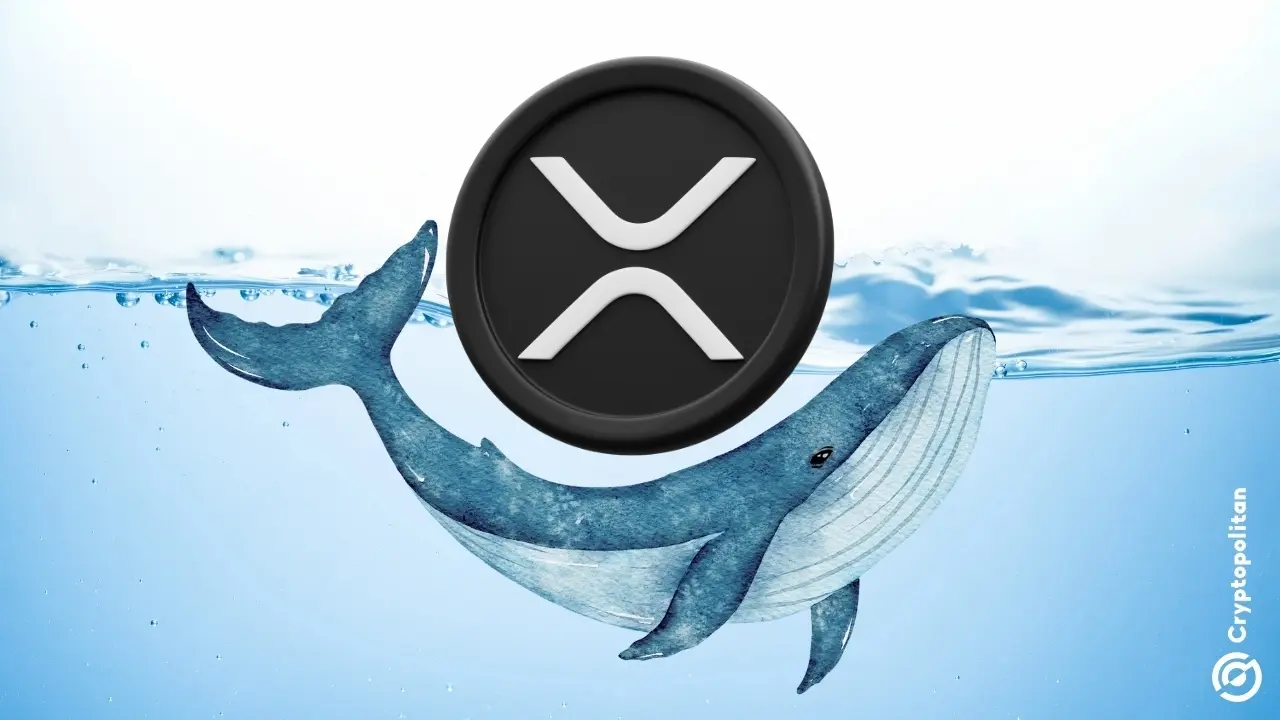 XRP 고래들이 가격이 43% 폭락했음에도 불구하고 12억 3천만 개의 토큰을 추가 매수했습니다