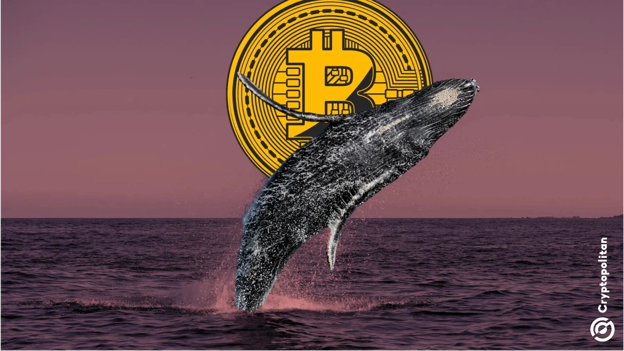 Dormant whale moves $1 billion in Bitcoin as market sits 50% below peak